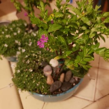 M & M Nursery - Beautiful fairy gardens! - Nurseries & Gardening Near Me - Orange, California