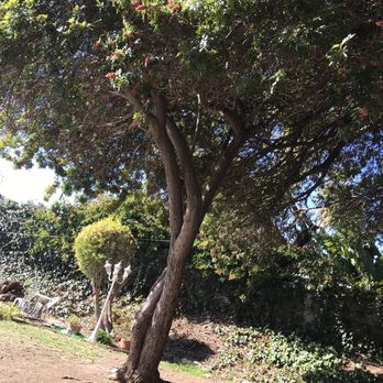 Al’s Tree Care - Tree Services Near Me Al’s Tree Care - Tree Services Near Me