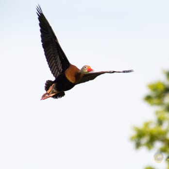 Brazos Bend State Park - Parks Near Me - Needville, Texas Brazos Bend State Park - Parks Near Me - Needville, Texas