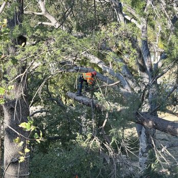 Happy's Tree Services - Tree Services Near Me - Whittier , California