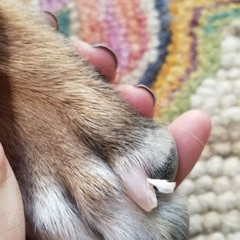 PetSmart - Hanging nail from being but incorrectly - Pet Groomers Near Me - Torrance, California