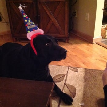 Bil-Jac Foods - Oh birthday boy is such a good boy - Pet Stores Near Me - Medina, Ohio Bil-Jac Foods - Oh birthday boy is such a good boy - Pet Stores Near Me - Medina, Ohio