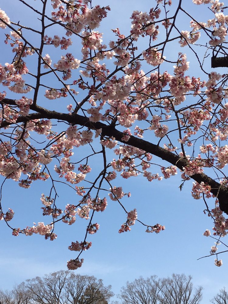 tamagawanogemachikoen