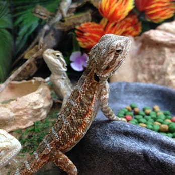 PetSmart Dog Training - Bearded Dragon - Pet Stores Near Me - Oxnard, California