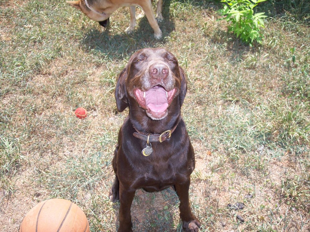 COUNTRYSIDE BED & BISCUIT FOR PETS 63 Photos & 11 Reviews Pet