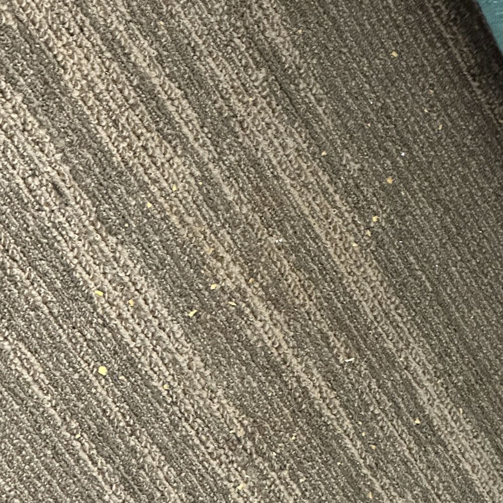 Hampton Inn Sumter - Disgusting un-vacuumed carpets. - Hotels Near Me - Sumter, South Carolina Hampton Inn Sumter - Disgusting un-vacuumed carpets. - Hotels Near Me - Sumter, South Carolina