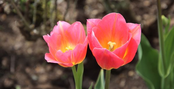 Old Westbury Gardens by null