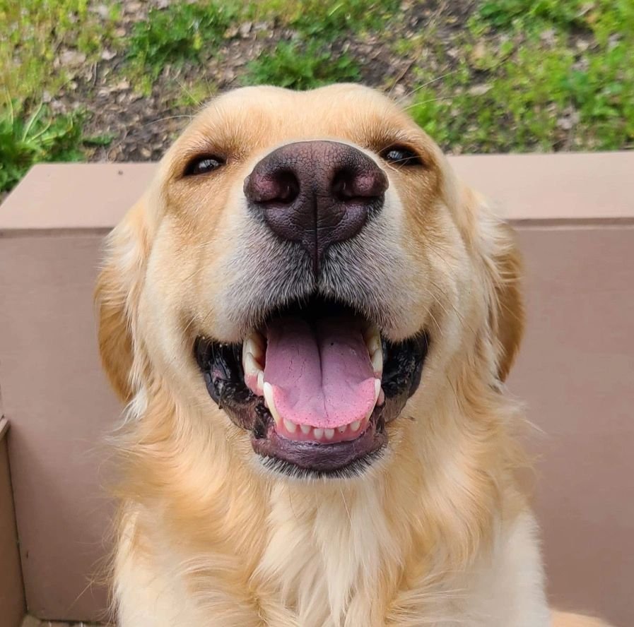 LAND AND SEA PET CARE Updated May 2024 Montclair, Virginia Pet