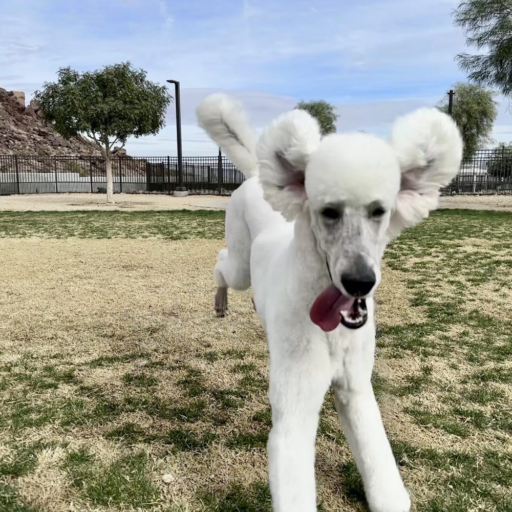 Hidden Falls Park - See? It's a huge play area. And, there's still a ton of area behind me. - Parks Near Me - Henderson, Nevada Hidden Falls Park - See? It's a huge play area. And, there's still a ton of area behind me. - Parks Near Me - Henderson, Nevada
