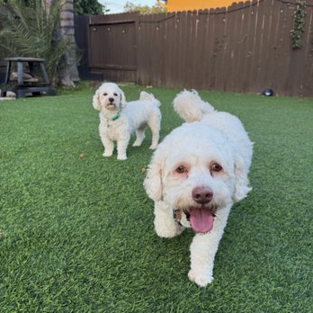 Marpawws - Pet Boarding Near Me Marpawws - Pet Boarding Near Me
