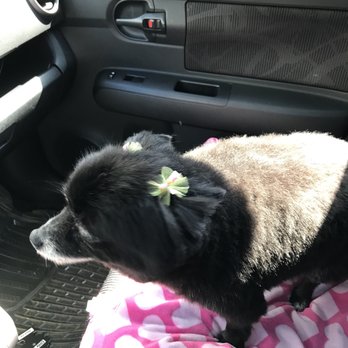 K9 Karousel - Bows for a pretty girl! - Pet Groomers Near Me - Anaheim, California