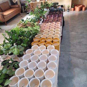 LV Plant Collective - Nurseries & Gardening Near Me - Las Vegas, Nevada LV Plant Collective - Nurseries & Gardening Near Me - Las Vegas, Nevada