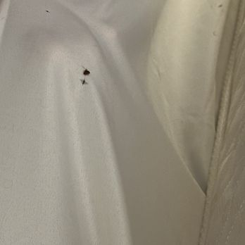 Comfort Inn & Suites - Bed Bug - Hotels Near Me - Fairburn, Georgia Comfort Inn & Suites - Bed Bug - Hotels Near Me - Fairburn, Georgia