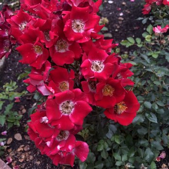 Merrick Rose Garden - Parks Near Me - Evanston, Illinois
