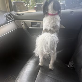 Dog Gone Stylin - Pet Groomers Near Me - Kingwood, Texas Dog Gone Stylin - Pet Groomers Near Me - Kingwood, Texas