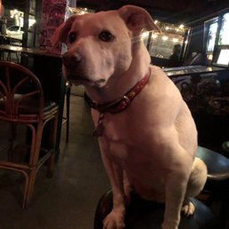 Well behaved dogs like Betsy are welcome at Molotov! Well behaved dogs like Betsy are welcome at Molotov!