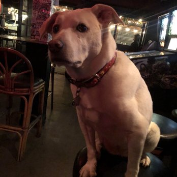 Molotov's - Well behaved dogs like Betsy are welcome at Molotov! - Dive Bars Near Me - San Francisco, California Molotov's - Well behaved dogs like Betsy are welcome at Molotov! - Dive Bars Near Me - San Francisco, California