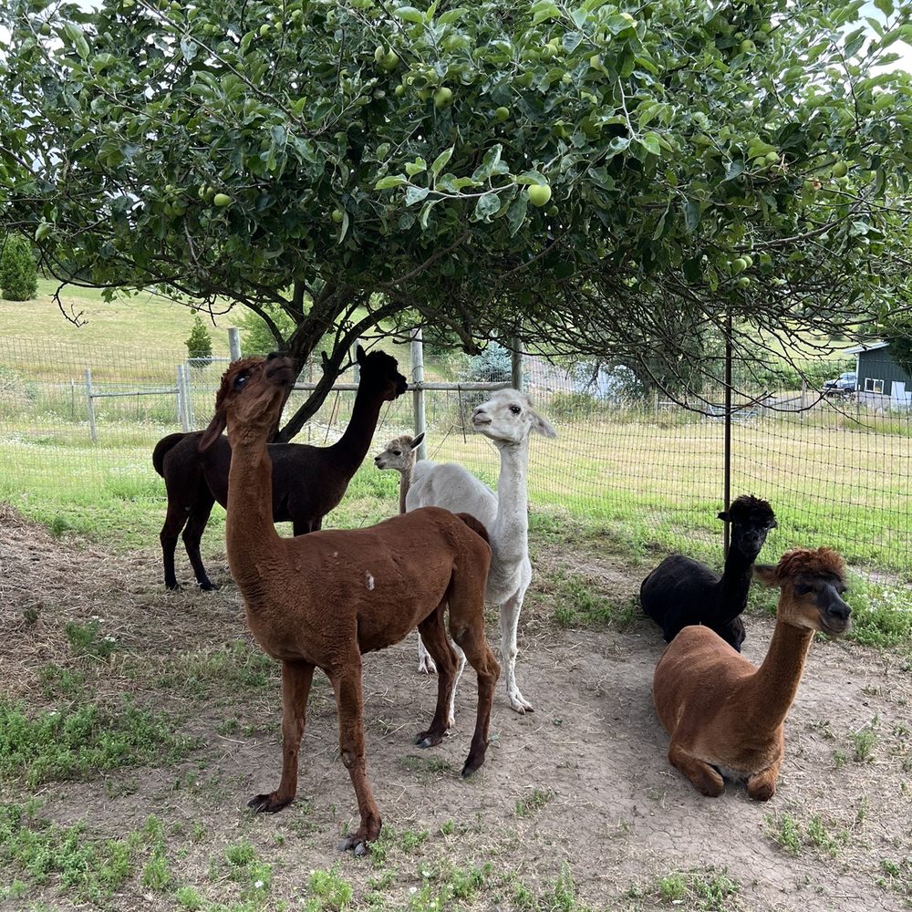 Aragon Alpacas - Pet Services Near Me - Eugene, Oregon