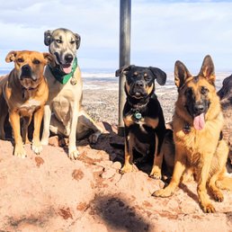 Alex can get these dogs to sit and pose for a photo on the top of Mt. Sanitas Alex can get these dogs to sit and pose for a photo on the top of Mt. Sanitas