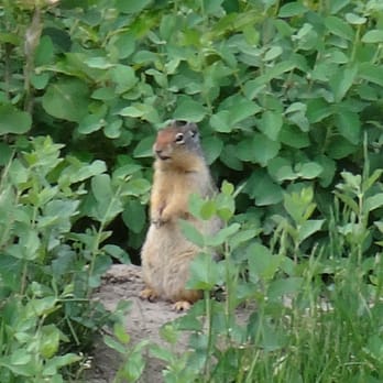 Banff National Park - Ground Hog - Parks Near Me - Banff, Alberta Banff National Park - Ground Hog - Parks Near Me - Banff, Alberta