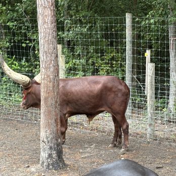 Bee City Zoo - Petting Zoos Near Me - Cottageville, South Carolina