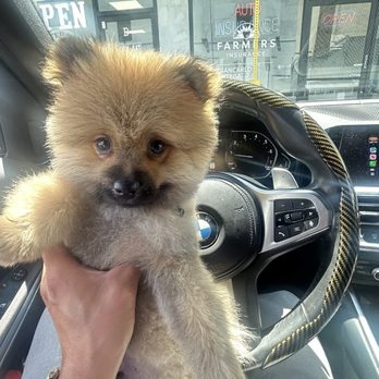 Happiness Grooming - Happiness grooming - Pet Groomers Near Me - Van Nuys, California