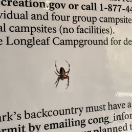 Red-femured orbweaver
