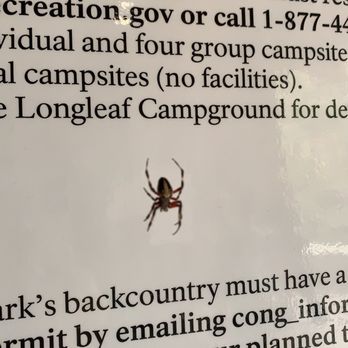 Congaree National Park - Red-femured orbweaver - Parks Near Me - Hopkins, South Carolina