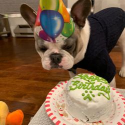 New Windsor Barkery & Grooming Spa - All natural cake for pups