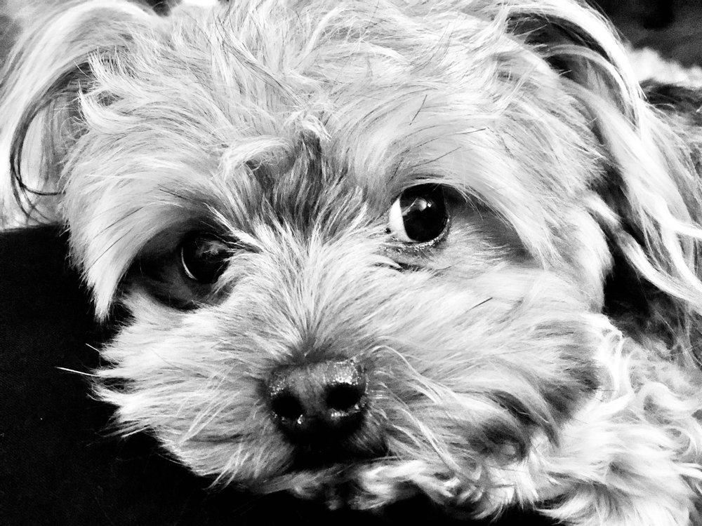 MUDDY MUTTS MOBILE GROOMING 66 Photos & 23 Reviews Norco