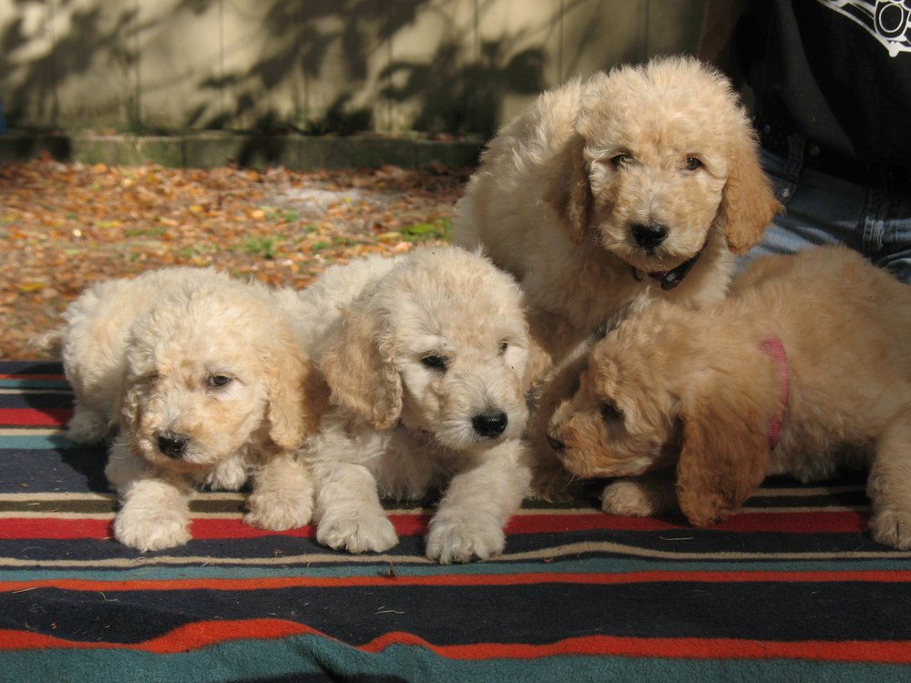 BROOKSVILLE ACRES PET RESORT & SPA 15 Photos 24392 Lanark Rd