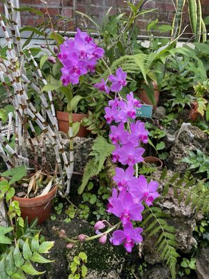 Rockefeller Park & Greenhouse by null