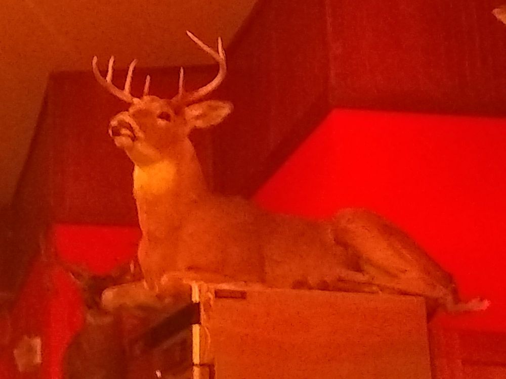 Abercrombies Fish Camp Logo