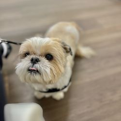 Inheart Animal Hospital - Kobe