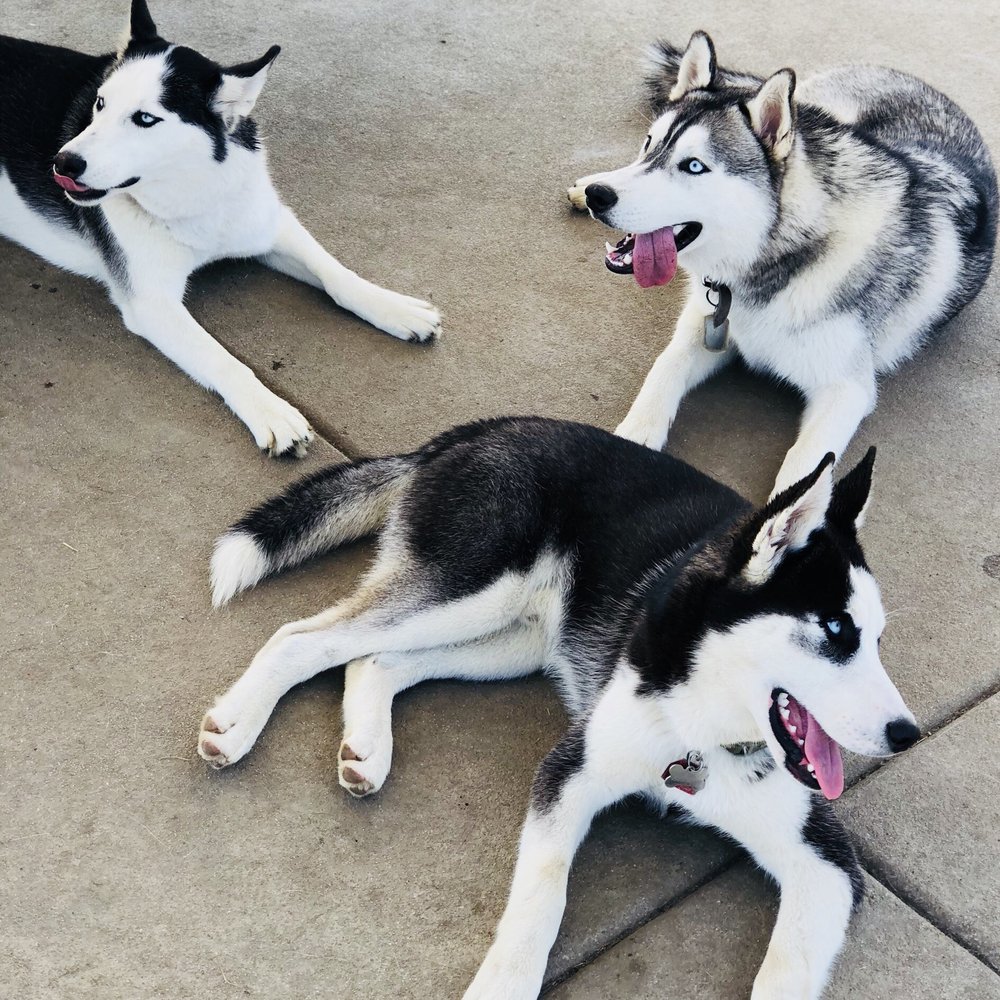 Heroes Dog Park - Only smiles from these three - Dog Parks Near Me - Murrieta, California Heroes Dog Park - Only smiles from these three - Dog Parks Near Me - Murrieta, California