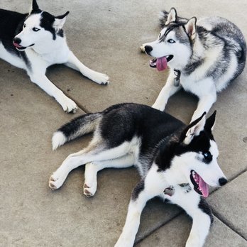 Heroes Dog Park - Only smiles from these three - Dog Parks Near Me - Murrieta, California Heroes Dog Park - Only smiles from these three - Dog Parks Near Me - Murrieta, California