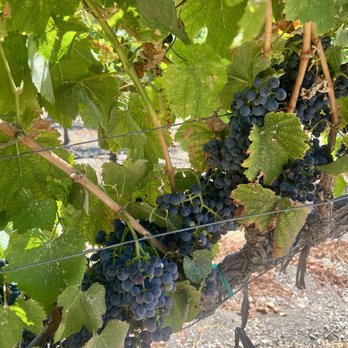 Barton Family Winery And Grey Wolf Cellars - Wine Tasting Room Near Me - Paso Robles, California