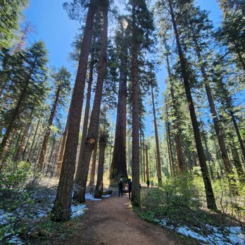 Calaveras Big Trees State Park - Parks Near Me - Arnold, California