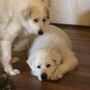 Annie Lou’s Pet Sitting Service