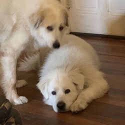 Annie Lou’s Pet Sitting Service - Thank you, Annie Lou's Pet Sitting Service for all you do for us!!! We  you!!!