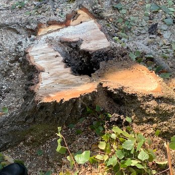 Miabella Expert Tree Service - The second tree was diseased as well - Tree Services Near Me Miabella Expert Tree Service - The second tree was diseased as well - Tree Services Near Me