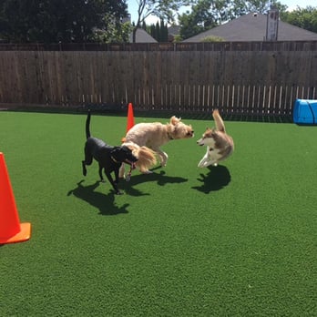 Sparta Pet Palazzo - Pet Groomers Near Me - Plano, Texas Sparta Pet Palazzo - Pet Groomers Near Me - Plano, Texas