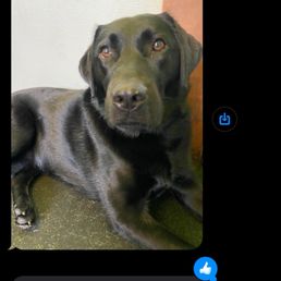 Texts from Dogtopia
