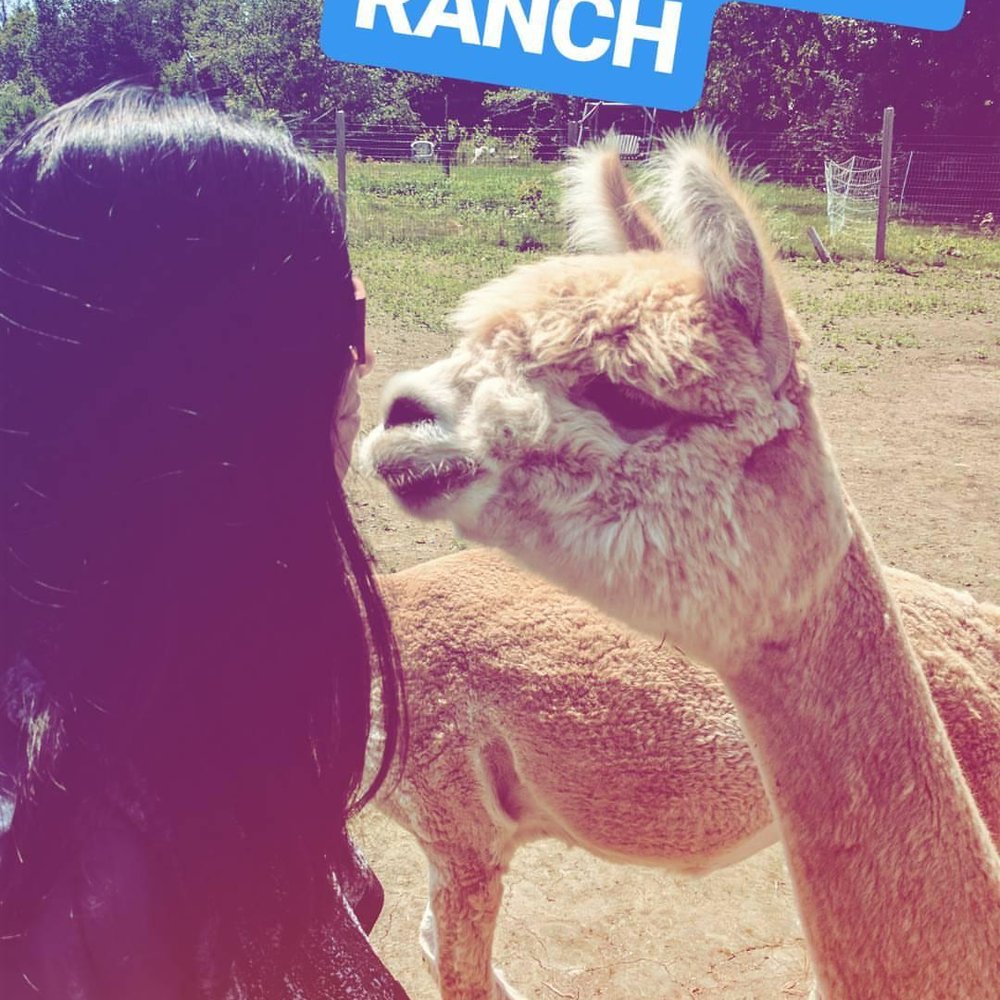The Blue Alpaca Ranch and Store - Alpaca kisses! - Ranches Near Me - Belfast, Maine The Blue Alpaca Ranch and Store - Alpaca kisses! - Ranches Near Me - Belfast, Maine