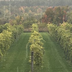 Maquam Barn and Winery - Vineyard