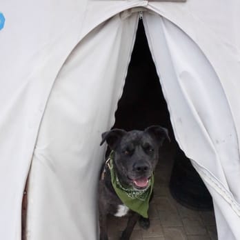 El Cosmico - Guard dog - Campgrounds Near Me - Marfa, Texas El Cosmico - Guard dog - Campgrounds Near Me - Marfa, Texas