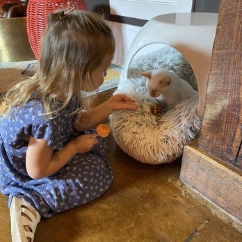 Mac Tabby Cat Cafe - Coffee & Tea Near Me - Concord, North Carolina Mac Tabby Cat Cafe - Coffee & Tea Near Me - Concord, North Carolina
