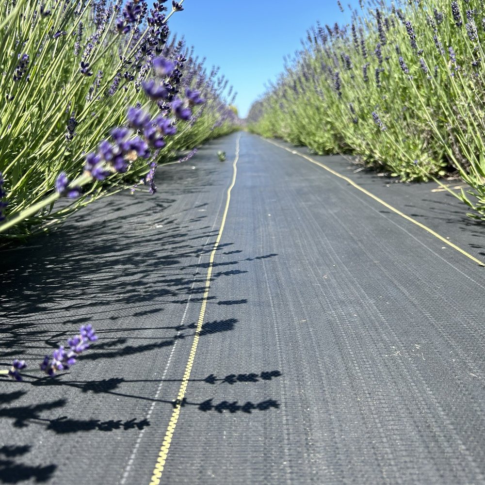 B & B Family Farm - The lavender! - Walking Tours Near Me - Sequim, Washington B & B Family Farm - The lavender! - Walking Tours Near Me - Sequim, Washington