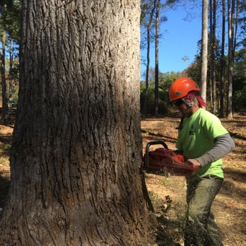 Zach's Grading & Tree Removal - a man cutting a tree - Tree Services Near Me - Ball Ground, Georgia Zach's Grading & Tree Removal - a man cutting a tree - Tree Services Near Me - Ball Ground, Georgia
