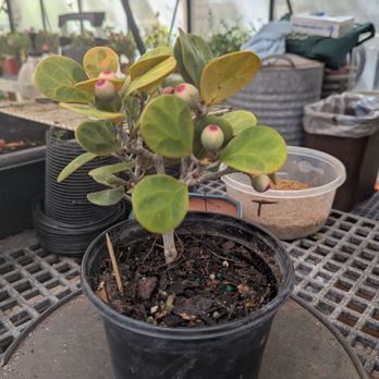 Sanderson Creek Bonsai - Nurseries & Gardening Near Me - Fort Worth, Texas Sanderson Creek Bonsai - Nurseries & Gardening Near Me - Fort Worth, Texas